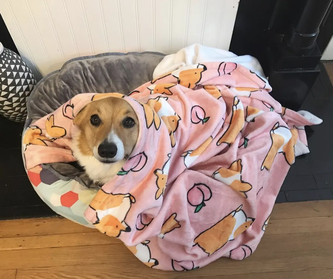 Pink Cardigan Corgi Sploot Fleece Blanket | 3 Sizes